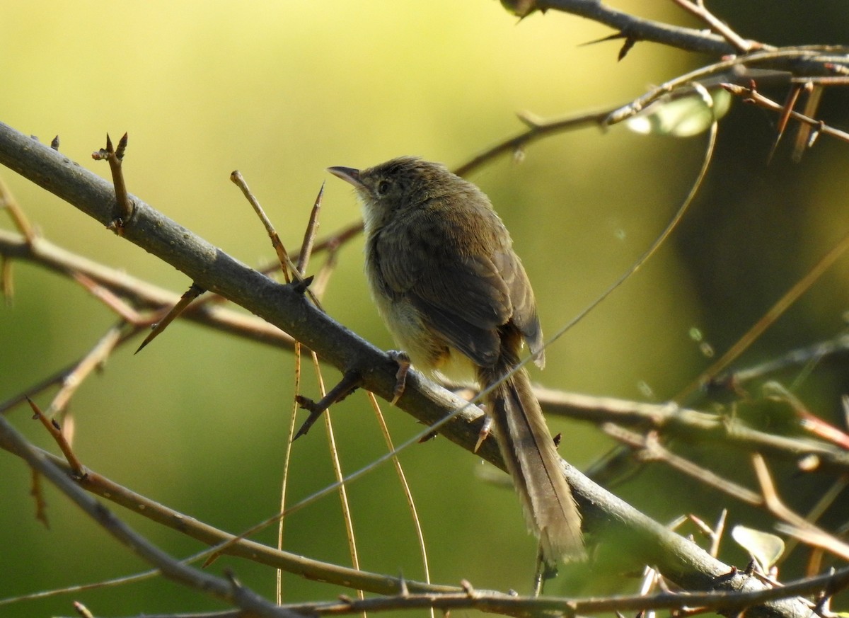 Himalayan Prinia - Anonymous