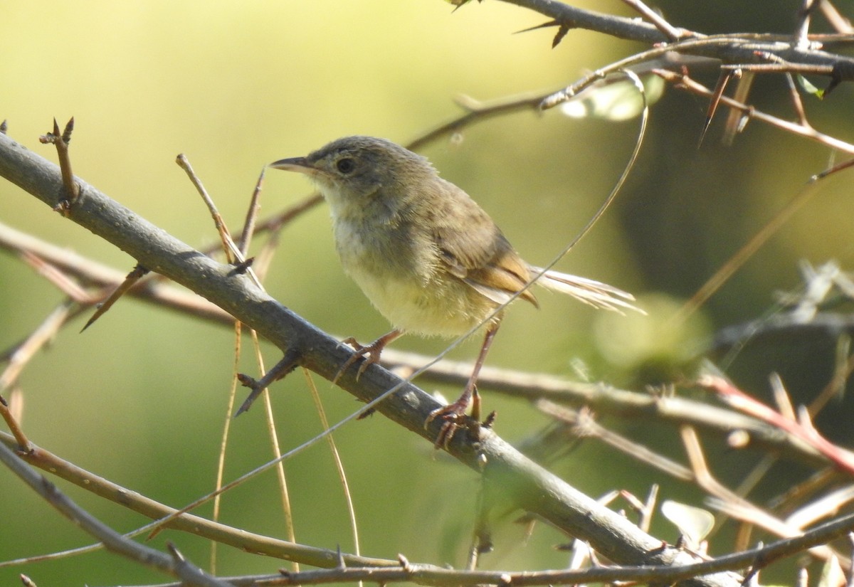 Himalayan Prinia - ML499891601