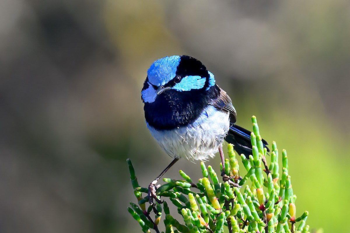 Superb Fairywren - Mark Lethlean