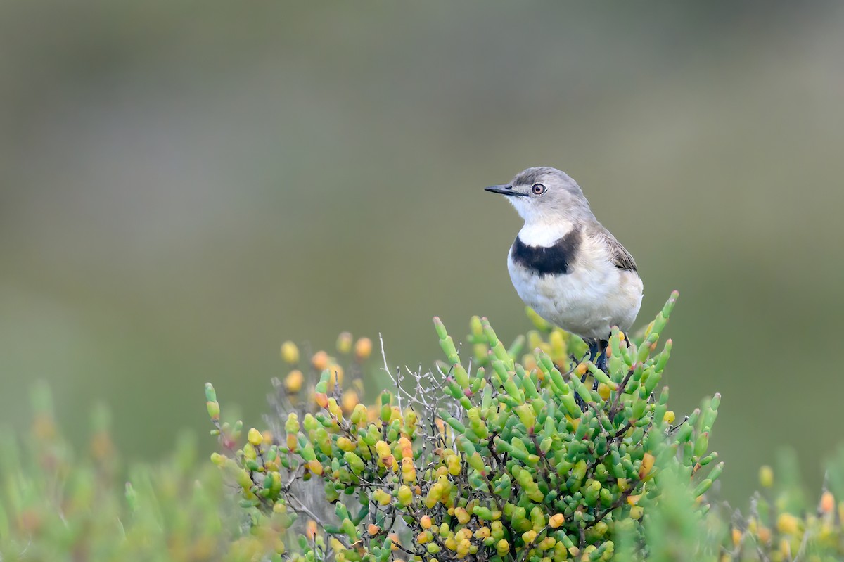 White-fronted Chat - ML499891701