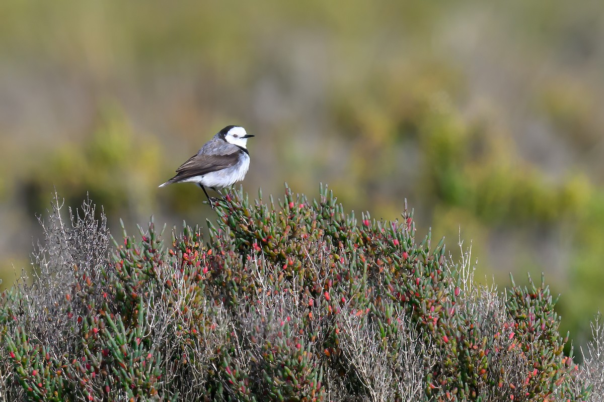 White-fronted Chat - Mark Lethlean