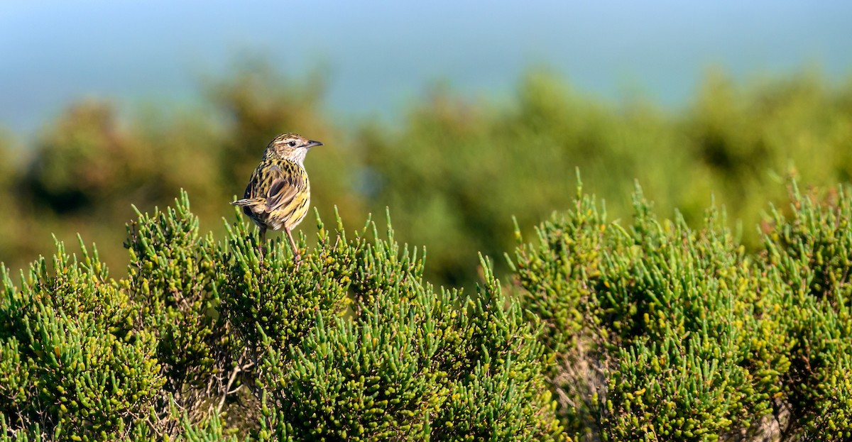 Striated Fieldwren - Mark Lethlean