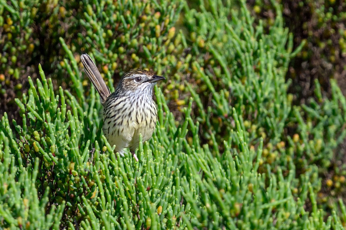 Striated Fieldwren - Mark Lethlean