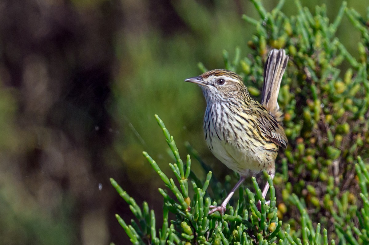 Striated Fieldwren - ML499891811