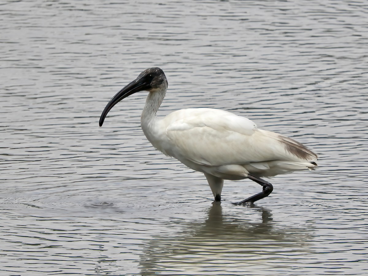 ibis černohlavý - ML499892011