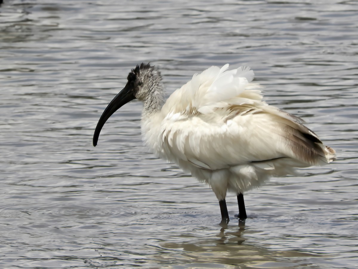 ibis černohlavý - ML499892221