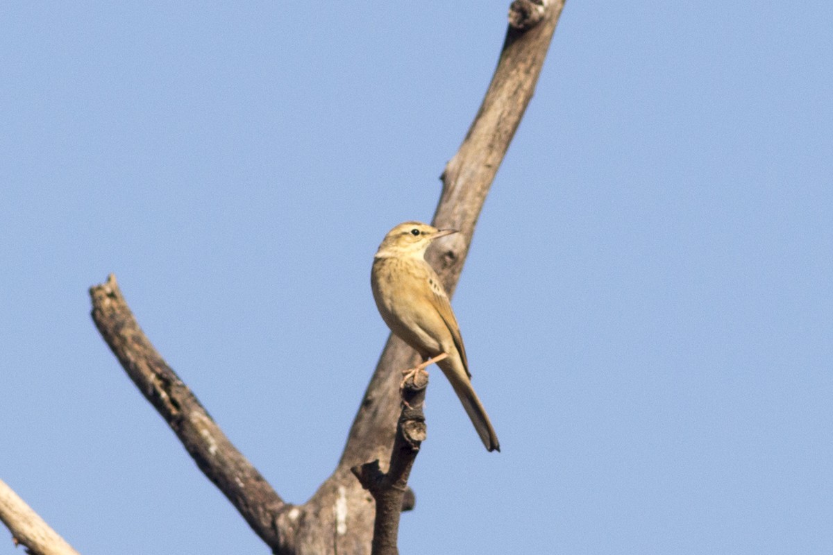 Tawny Pipit - ML499892271