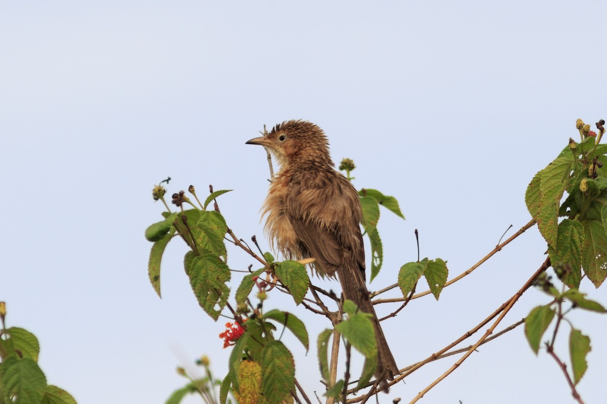Common Babbler - ML499892691