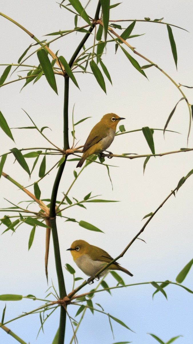 Indian White-eye - ML499892701