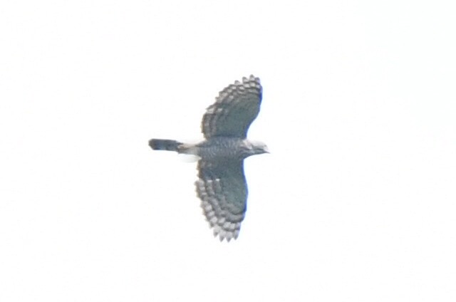 Crested Goshawk - ML499893011