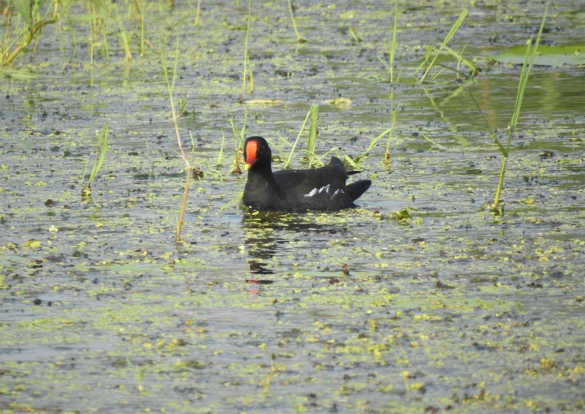 Eurasian Moorhen - ML499893251