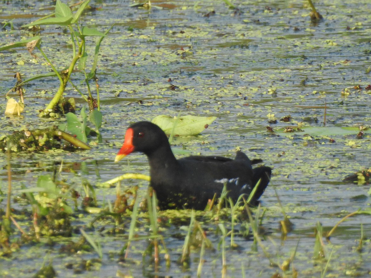 Gallinule poule-d'eau - ML499893261