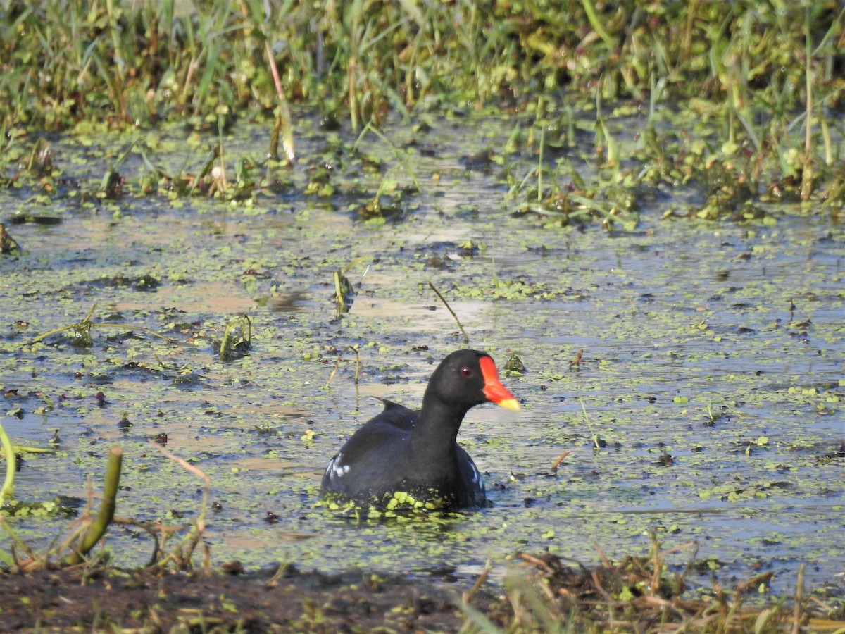 Gallinule poule-d'eau - ML499893271