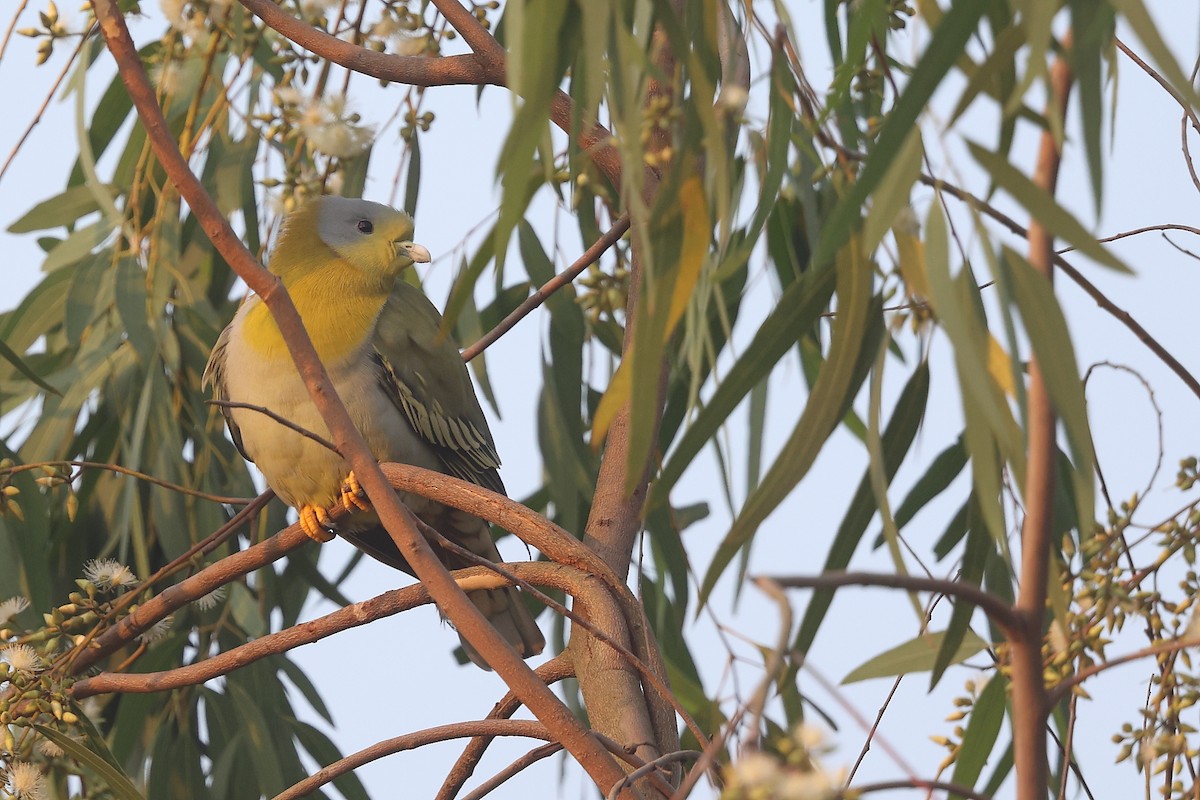 Yellow-footed Green-Pigeon - ML499894931