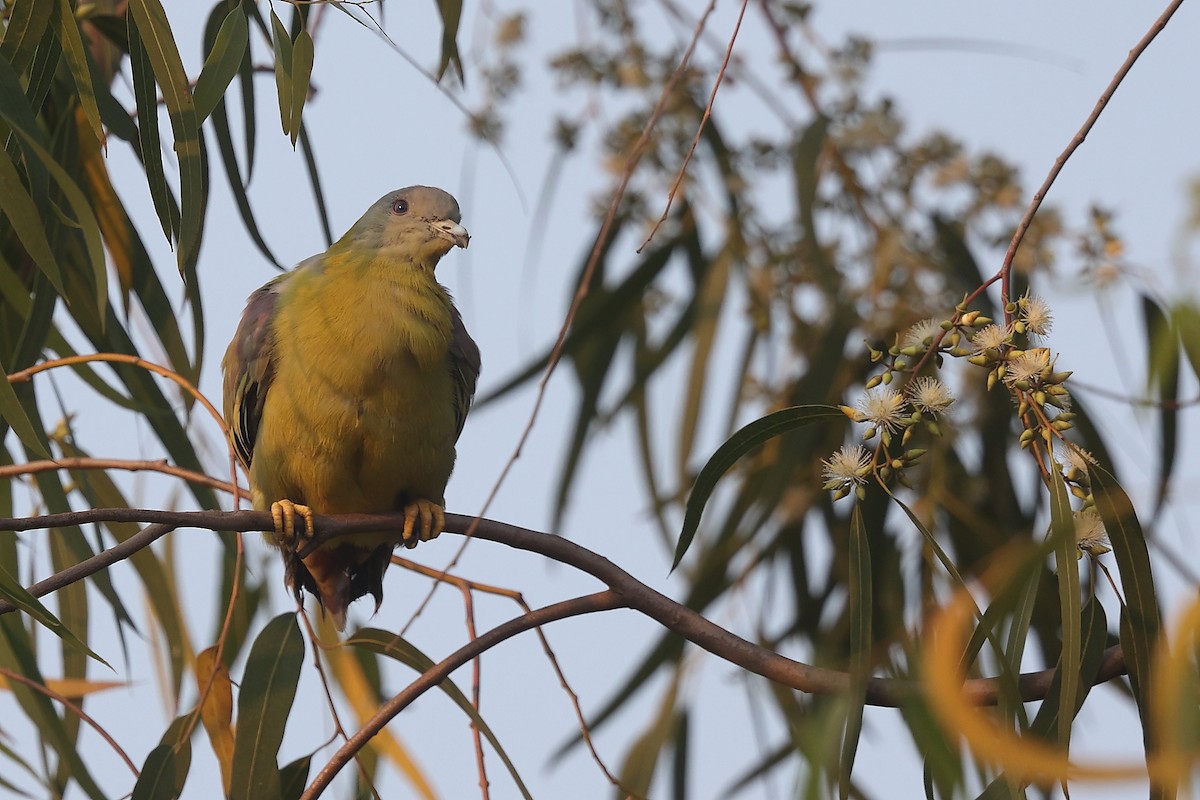 Yellow-footed Green-Pigeon - ML499894971
