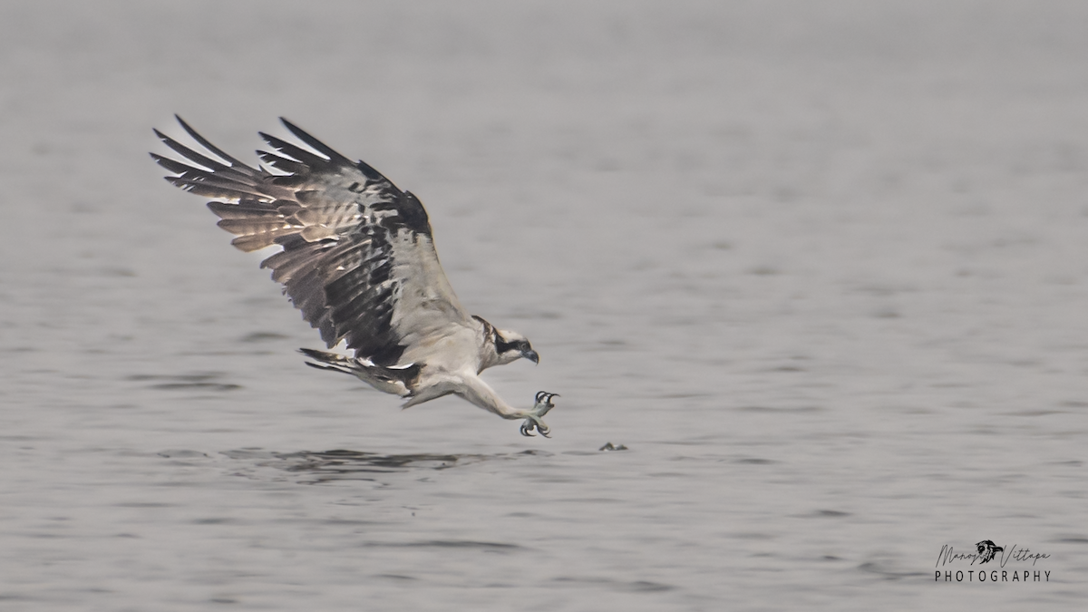 Águila Pescadora - ML499896331