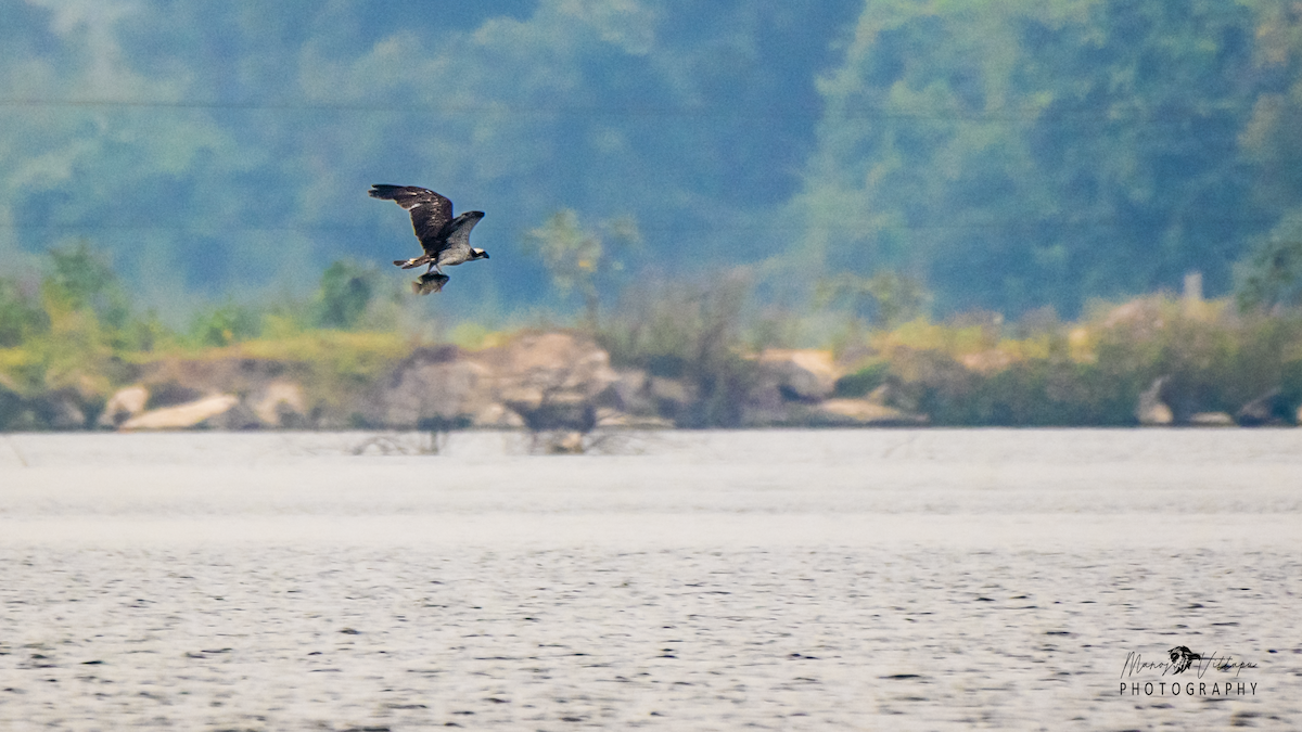 Águila Pescadora - ML499896351