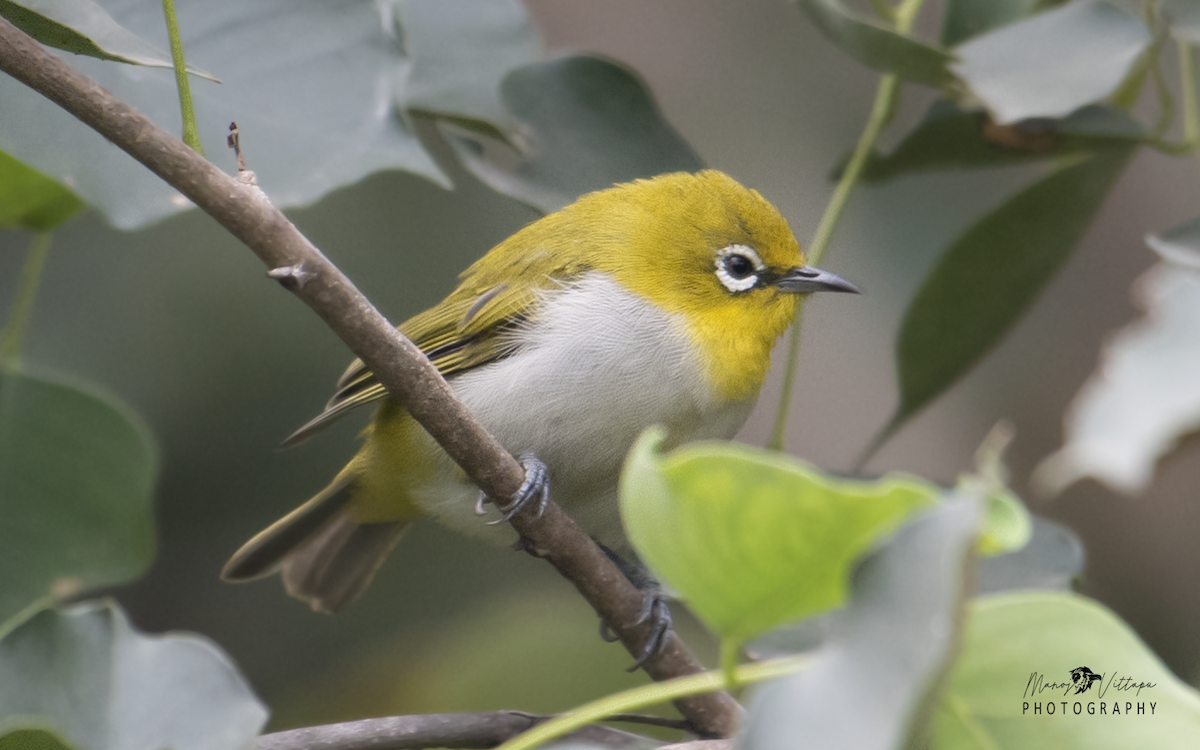 Indian White-eye - ML499896501