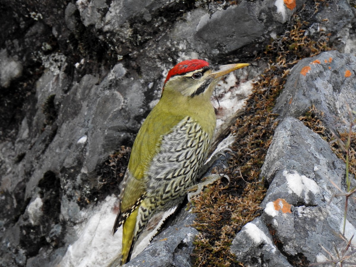 Scaly-bellied Woodpecker - Anonymous
