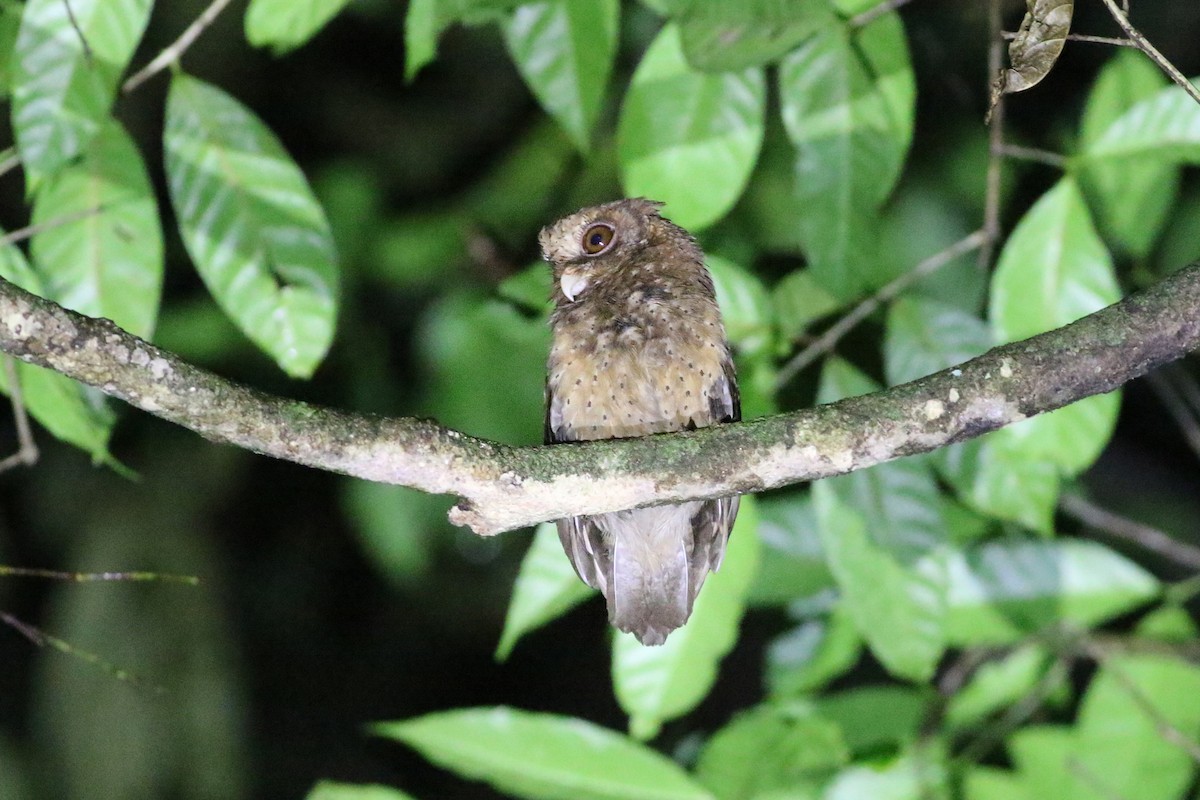 Reddish Scops-Owl - ML499897251