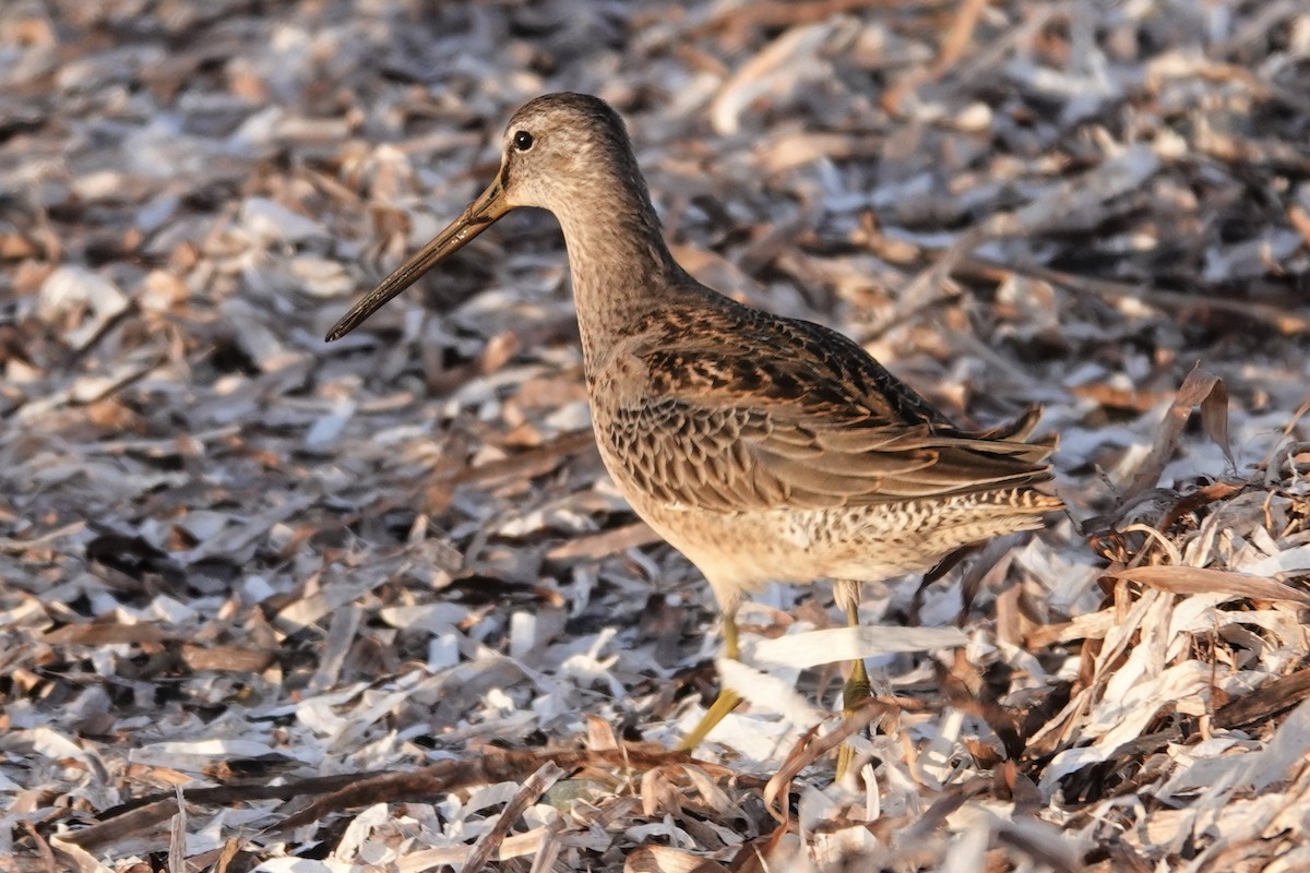 Long-billed Dowitcher - ML499898141
