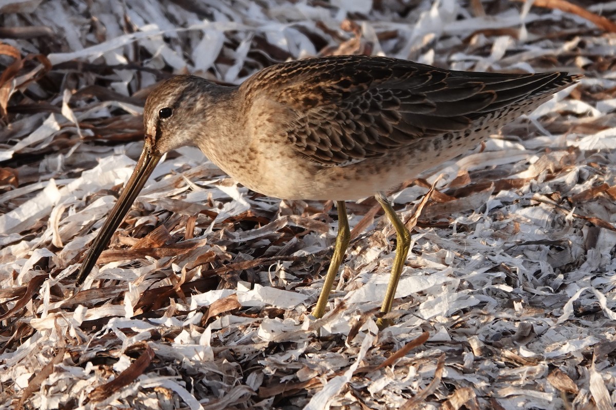 Long-billed Dowitcher - ML499898251