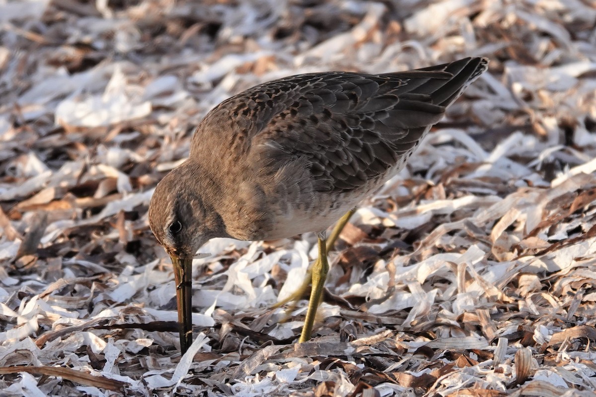 Long-billed Dowitcher - ML499898261