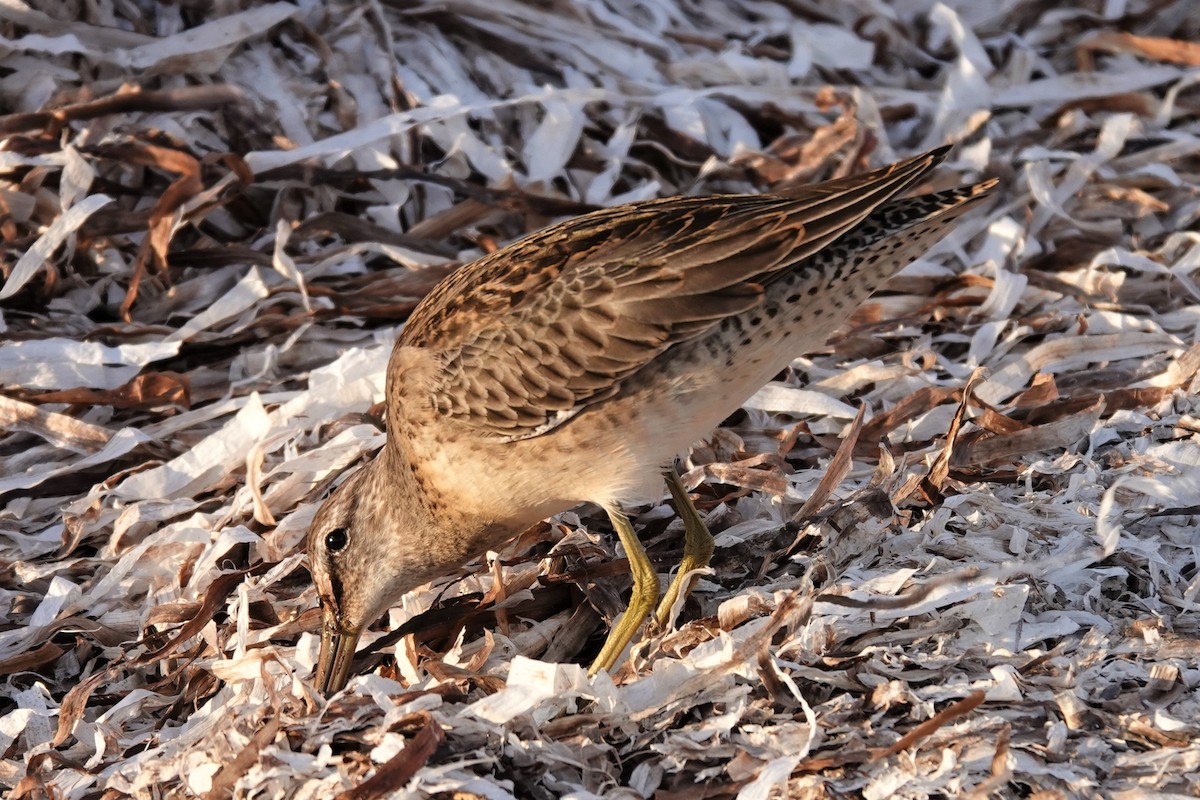 Long-billed Dowitcher - ML499898271