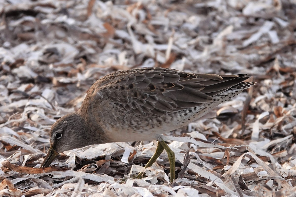 Long-billed Dowitcher - ML499898291