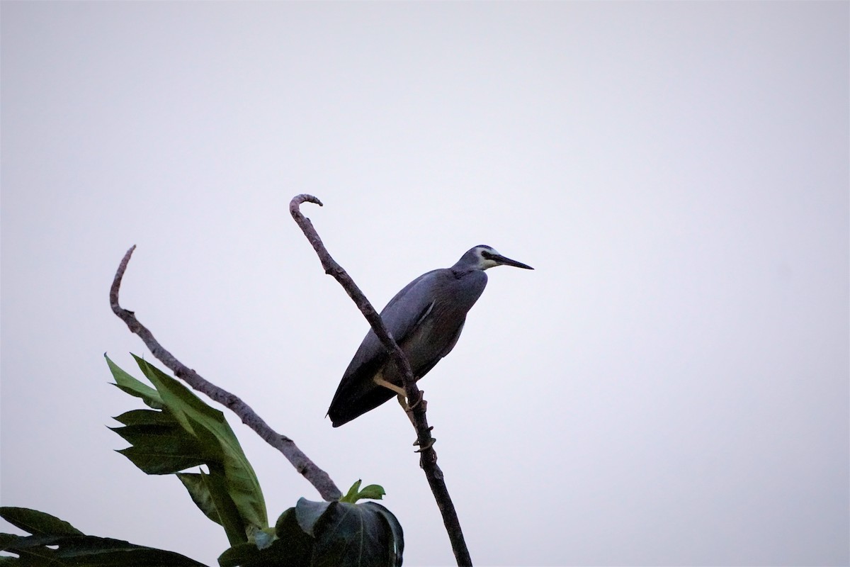 White-faced Heron - ML499898911