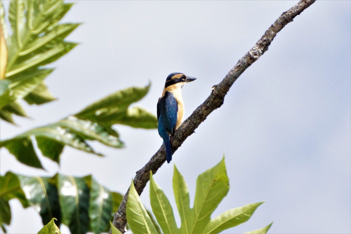 Pacific Kingfisher - ML499898931