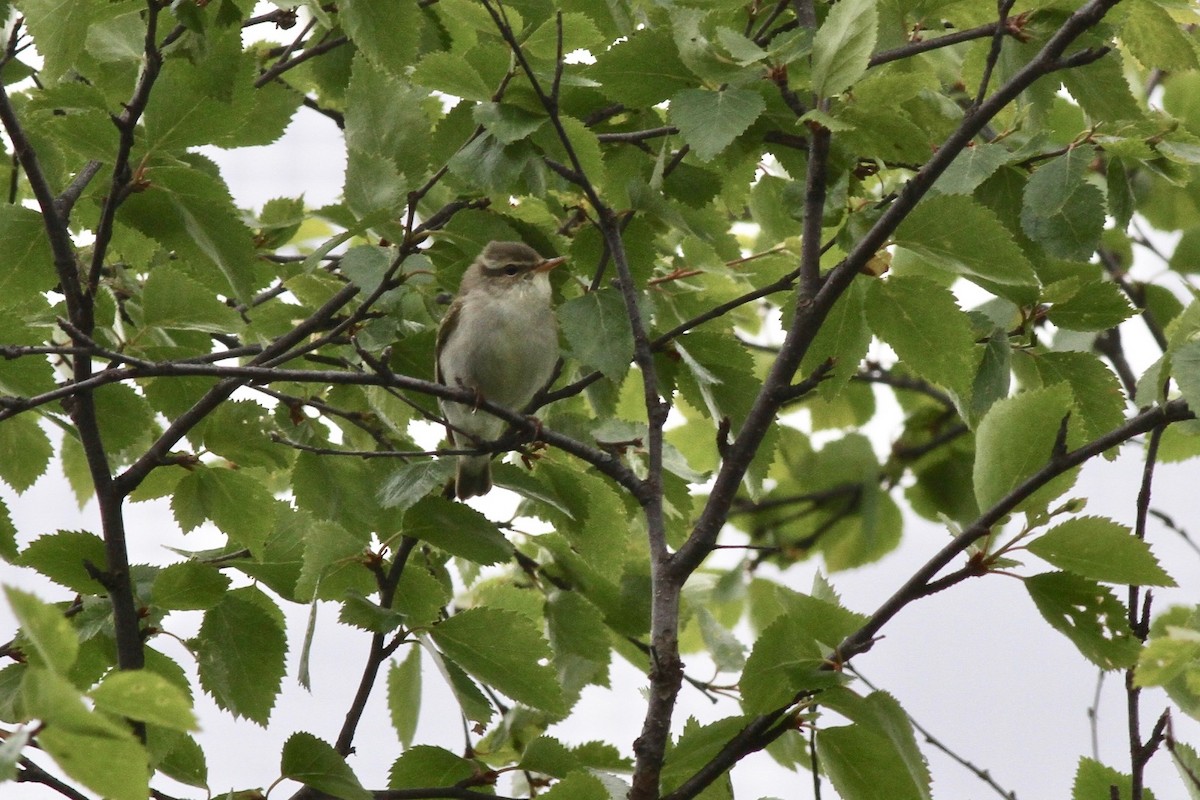 Mosquitero Boreal - ML499899541