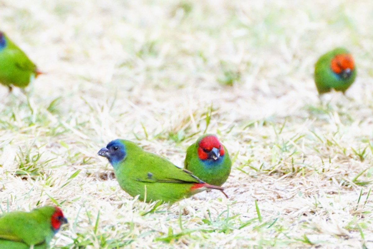 Fiji Parrotfinch - ML499899781