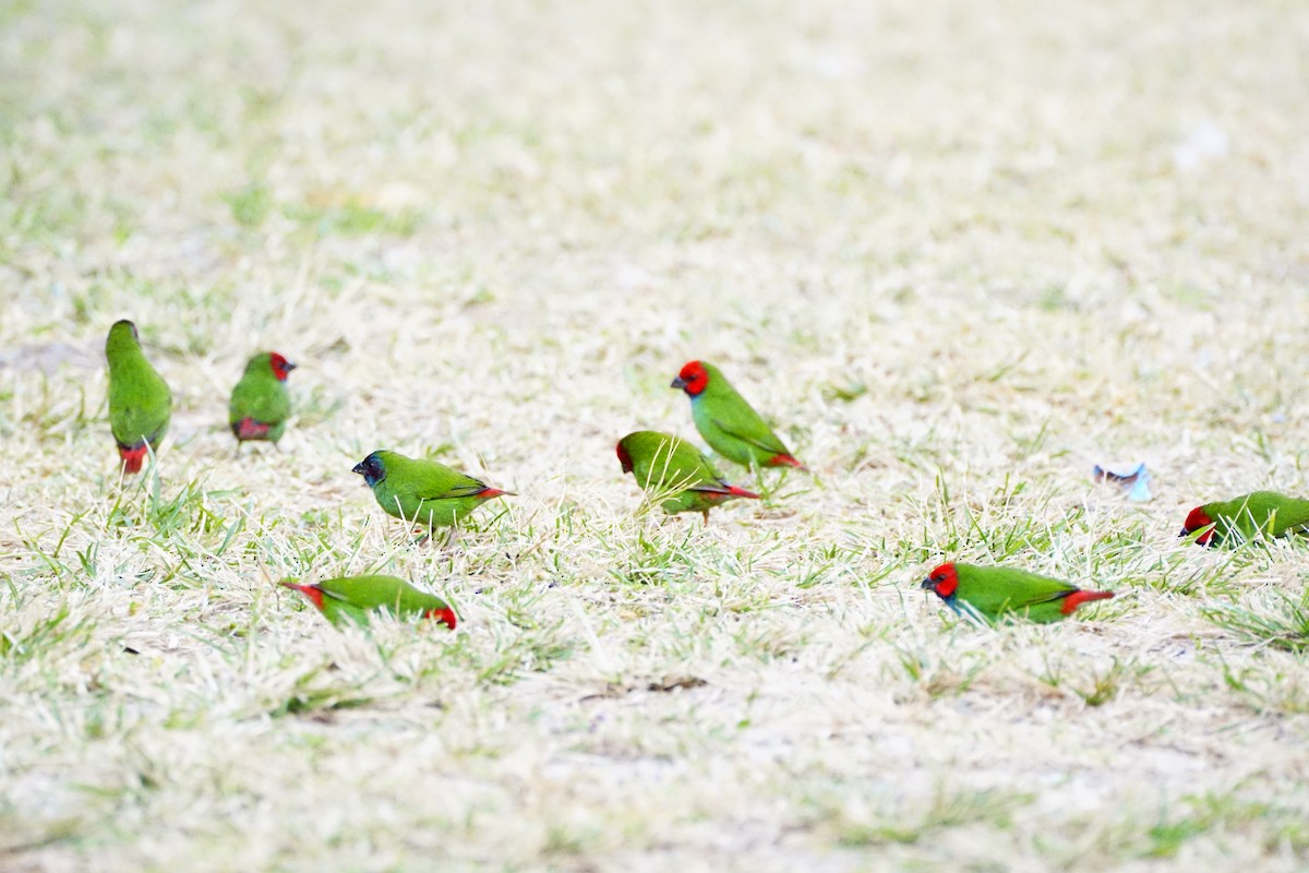 Fiji Parrotfinch - ML499899801
