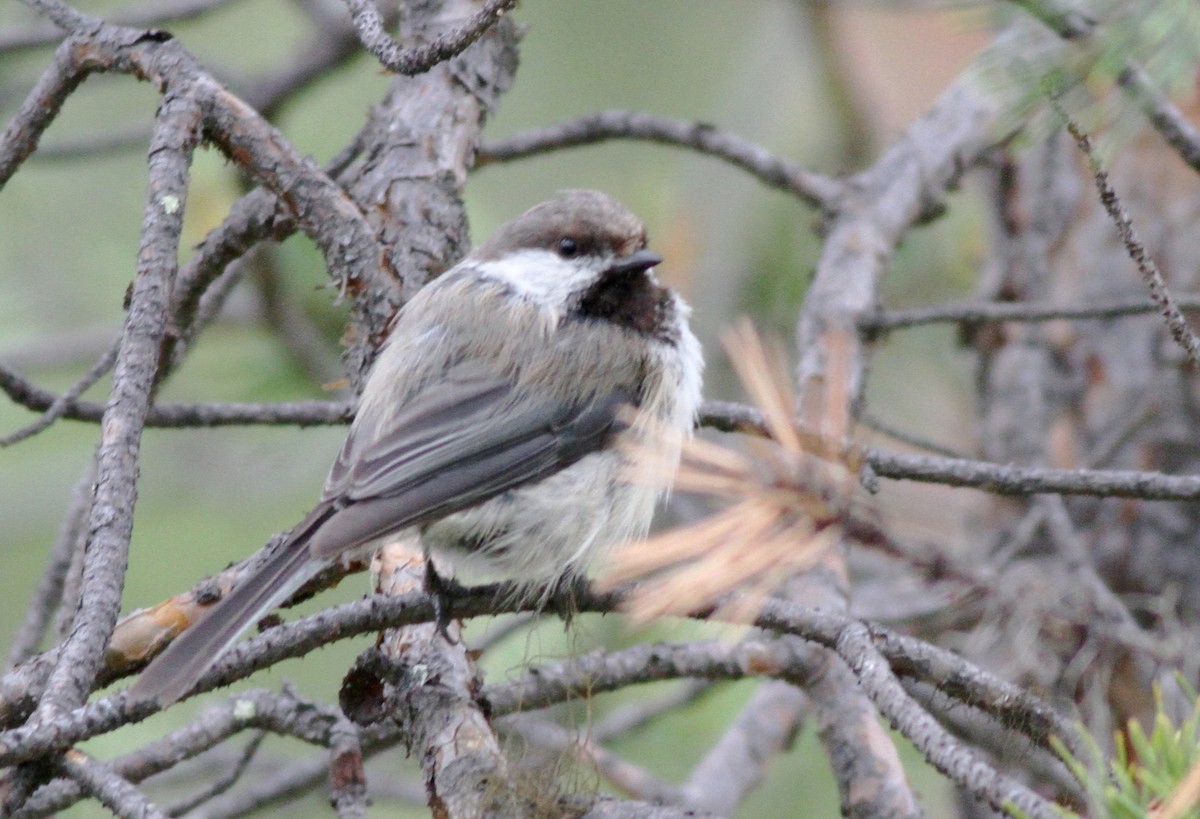 Gray-headed Chickadee - Bernat Espluga