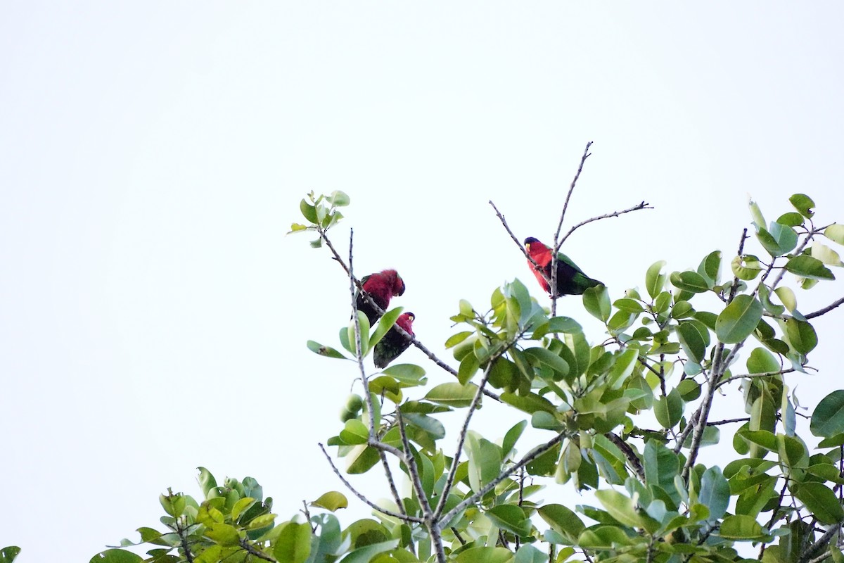 Collared Lory - ML499900301