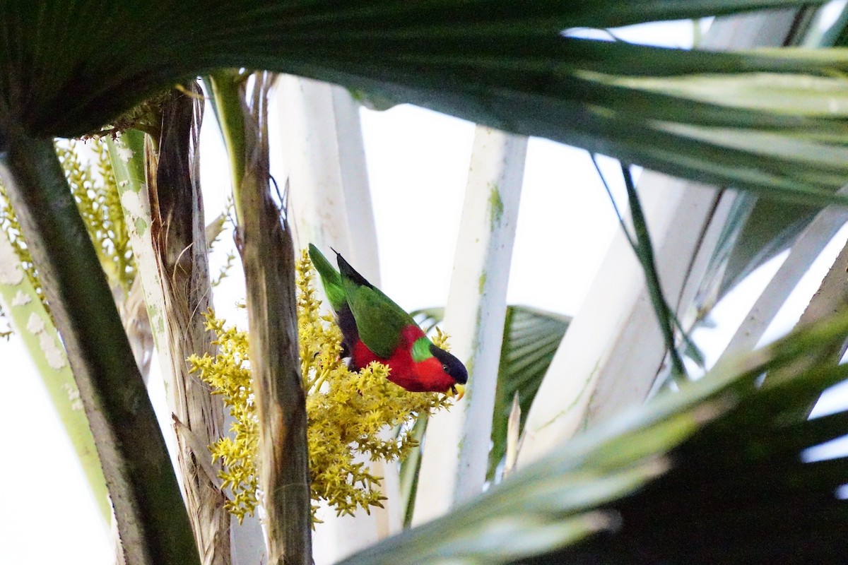 Collared Lory - ML499900311