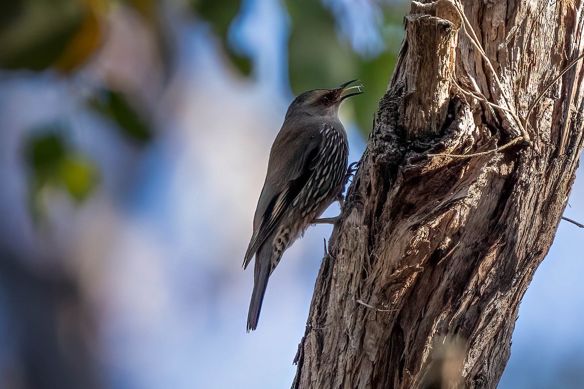 Red-browed Treecreeper - ML499900321