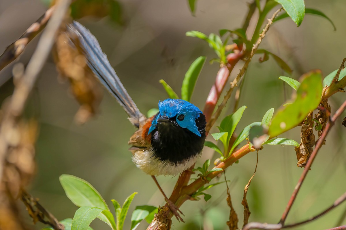 Purple-backed/Variegated Fairywren - ML499900361