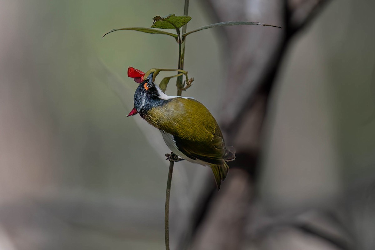 White-naped Honeyeater - Ian and Deb Kemmis