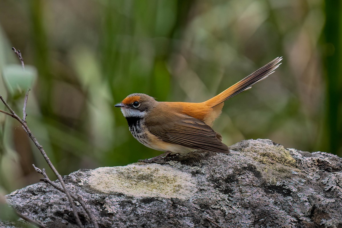 Australian Rufous Fantail - ML499900481