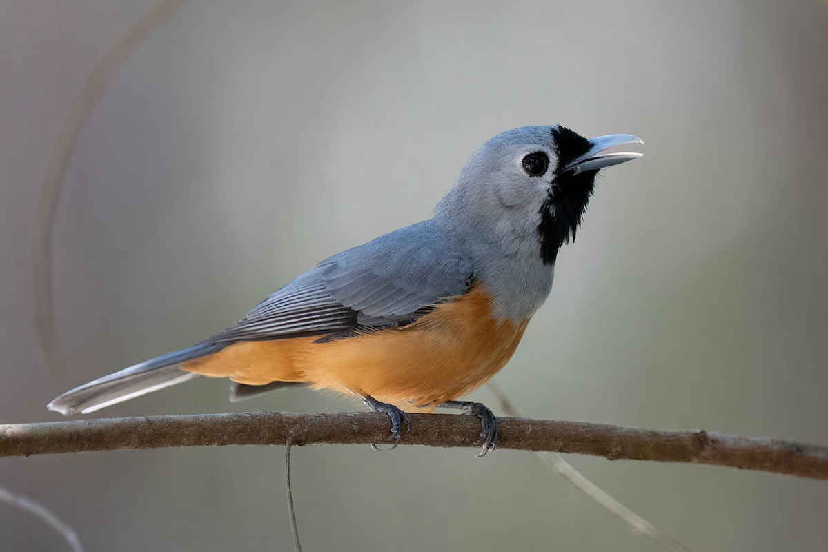 Black-faced Monarch - ML499900491