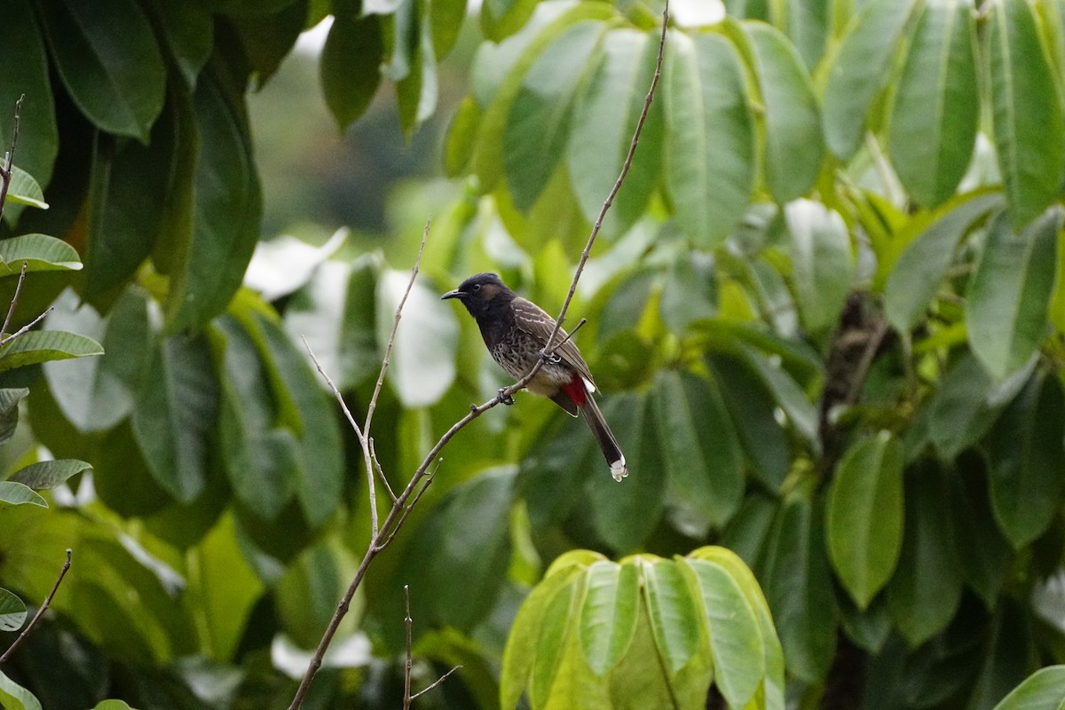 Red-vented Bulbul - ML499900531