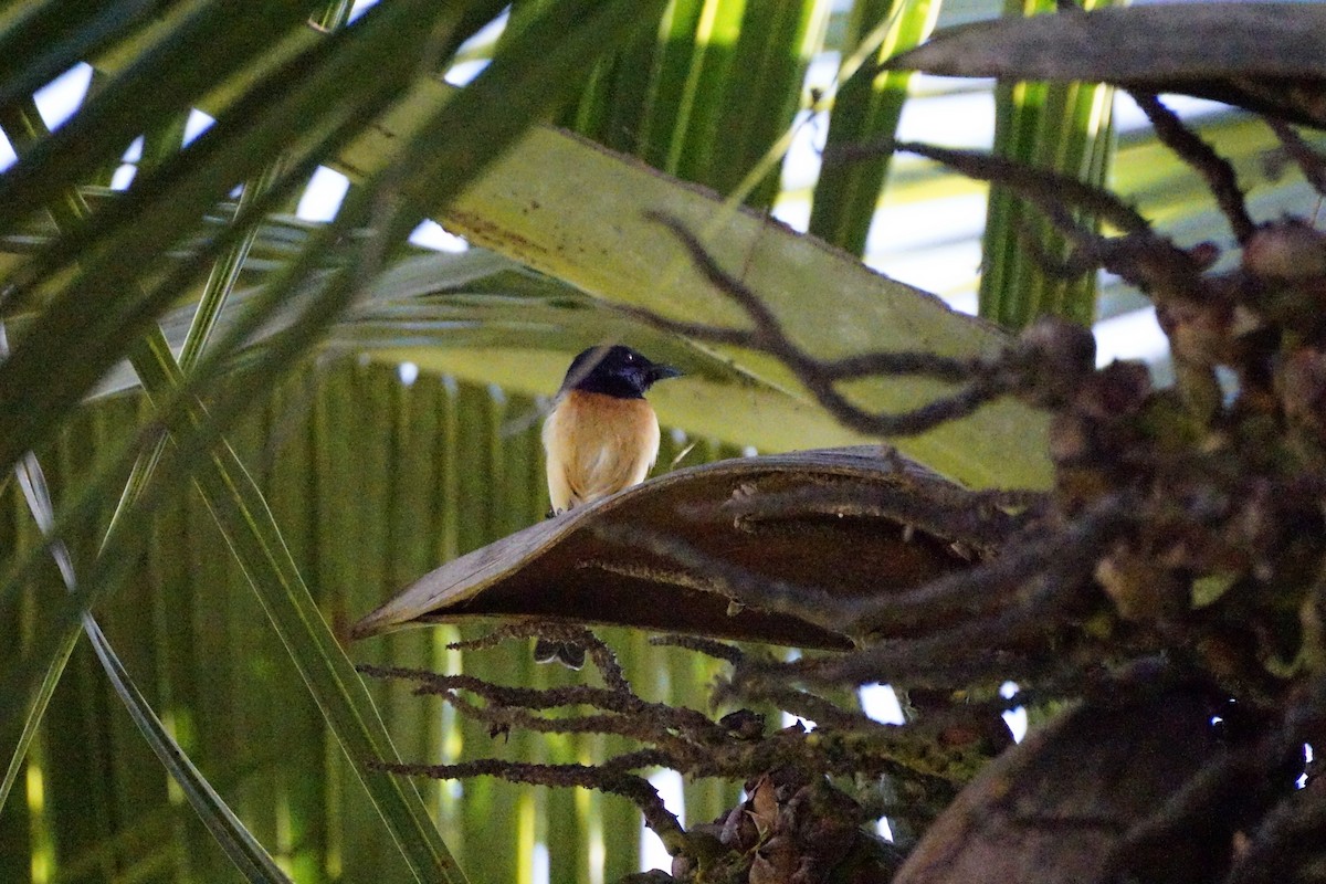 Vanikoro Flycatcher - ML499900661