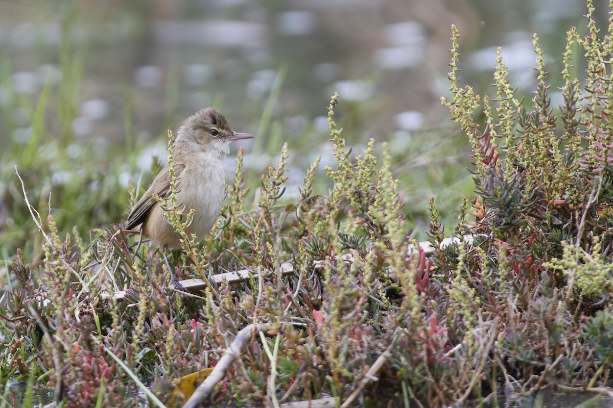 Australian Reed Warbler - Bill O’Brien