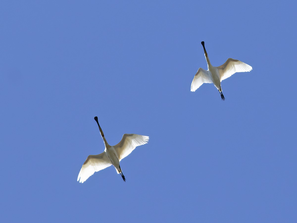 Eurasian Spoonbill - ML499902301