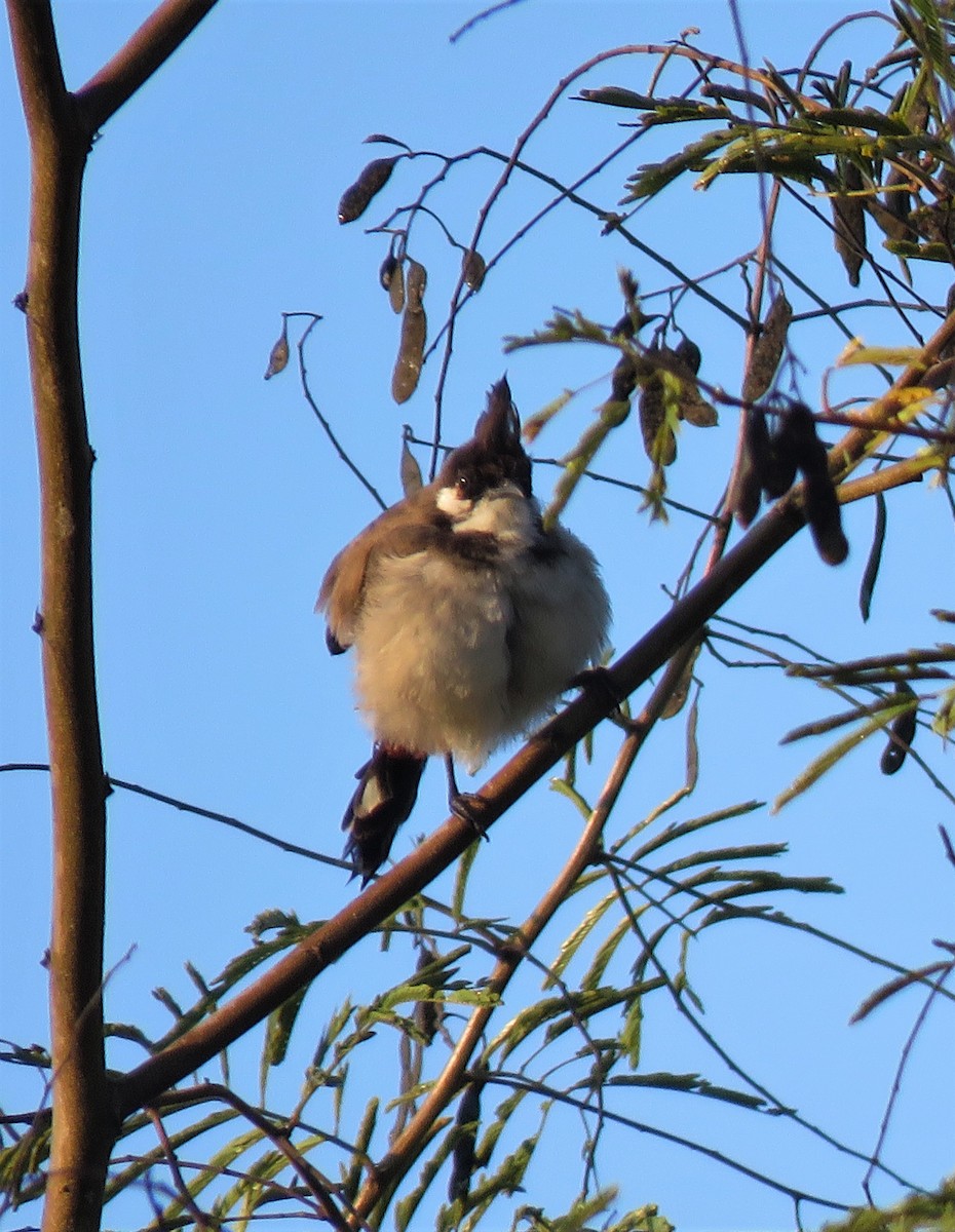 Red-whiskered Bulbul - ML499902651