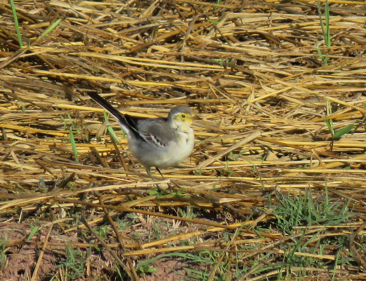 Citrine Wagtail - ML499902691