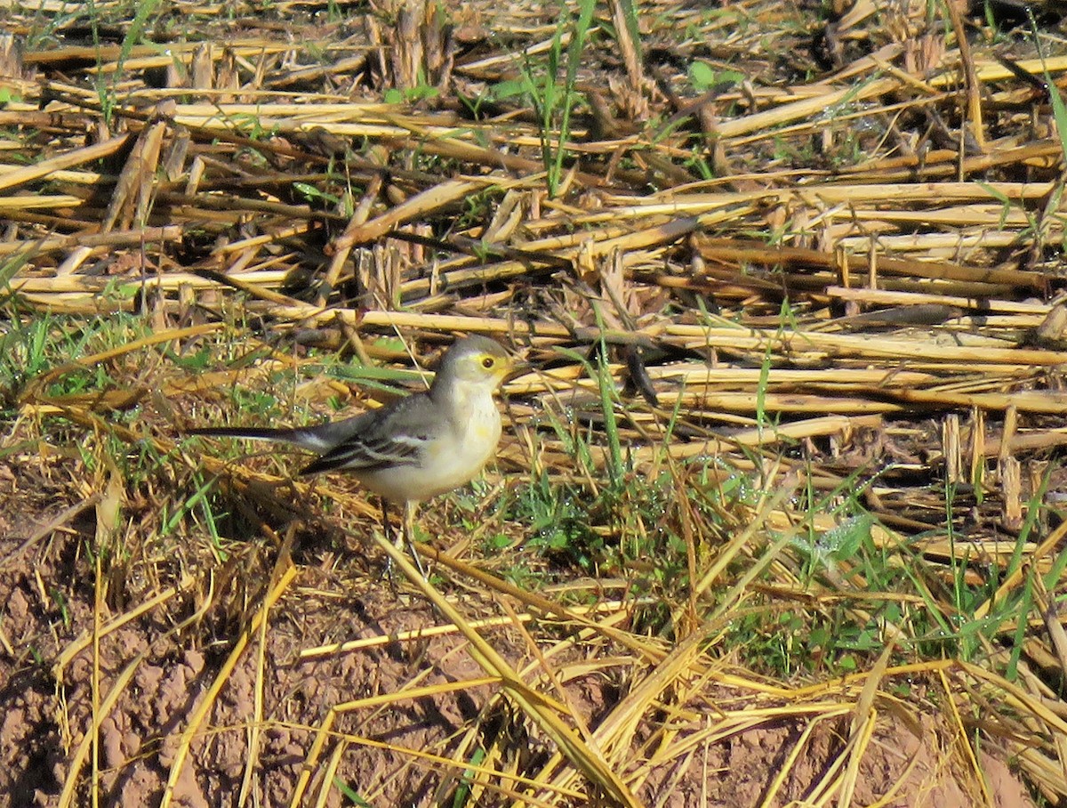 Citrine Wagtail - ML499902701