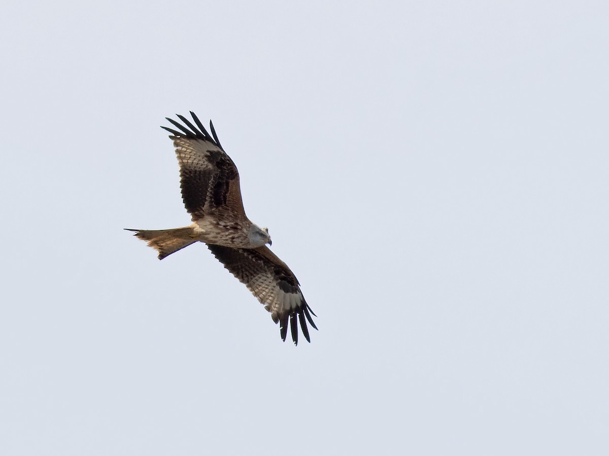 Red Kite - ML499903261